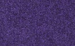6601 Violet